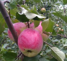 Алматинские яблоки