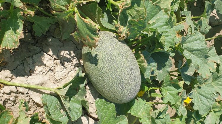 Кызылординские бахчевые