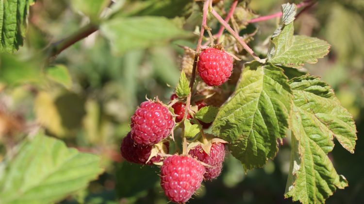 Встреча представителей Национальных технических групп