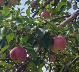 Тренинг для Ассоциации производителей Алматинского Апорта